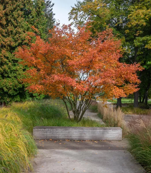 amelanchier-canadensis-october-flame-amelanchier-du-canada-copyright-a-1000652-1.webp