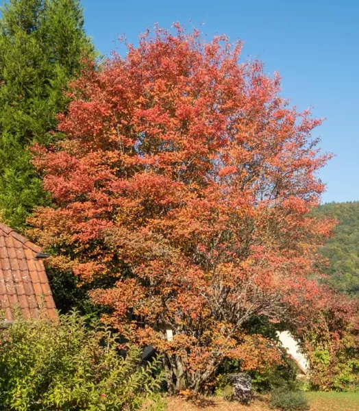 amelanchier-lamarckii-amelanchier-de-lamarck-copyright-a-78891-4.webp