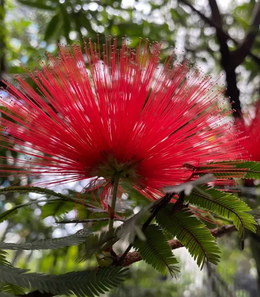 arbre-de-soie-albizia-julibrissin-rouge-de-tuiliere-copyright-18285-2.webp