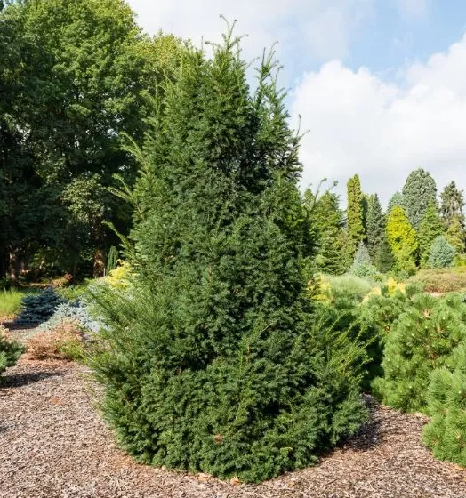 arbre-taxus-baccata-conifere-pepiniere-ferriere-fleurs.webp