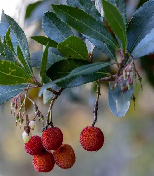 arbutus-unedo-rubra-arbousier-copyright-a-851812-2.webp