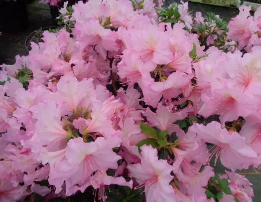 azalea_broceliande_lancelot_drt_41_5__004638100_1859_11042016.webp