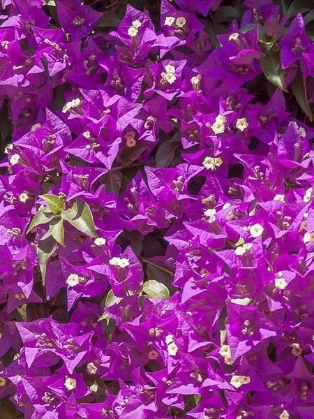bougainvillee-violet-de-meze-25048.webp