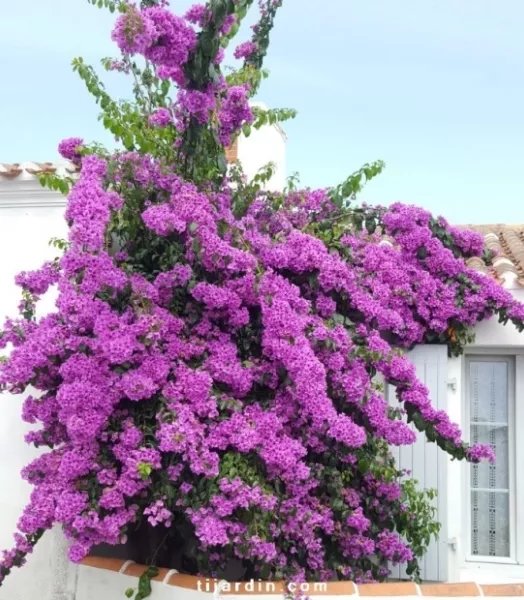 bougainvillier-specto-glabra-violet-de-meze-.webp