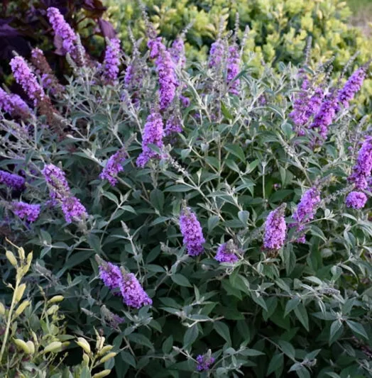 buddleia-lavender-cupcake-pp28221-0000-high-res-optimized-747x533.webp