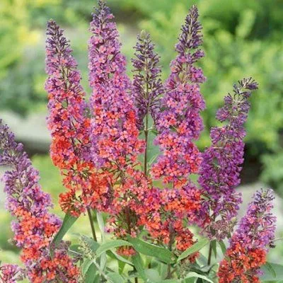 buddleja-flower-power3_2.webp