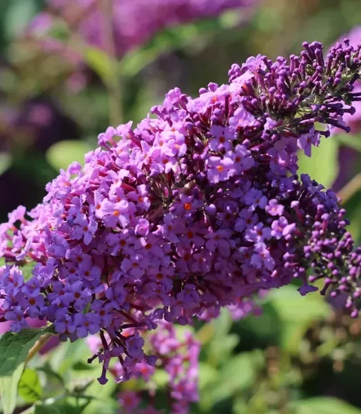 buddleja-rose.webp