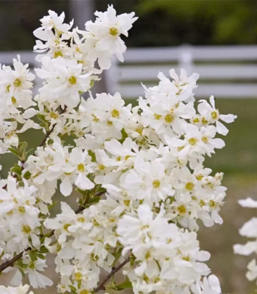 EXOCHORDA Macrantha Lotus Moon 4L