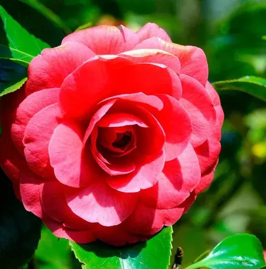 camelia-roja-camellia-japonica-eugenia-de-montijo-800x800_e2jeosd.webp