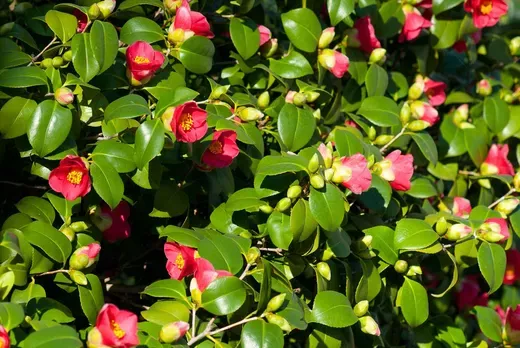 camellia-japonica-camelia-1024x1024.webp