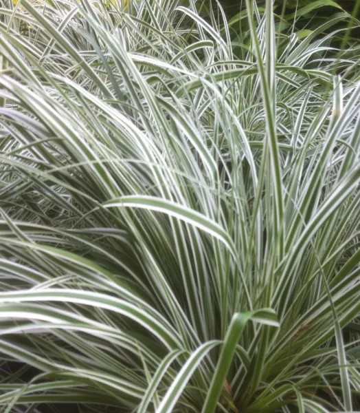 CAREX oshimensis Everest