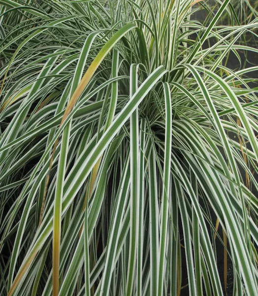 carex-oshimensis-everest-80300-3.webp