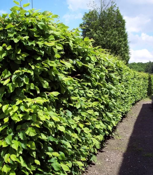 CARPINUS BETULUS  3L