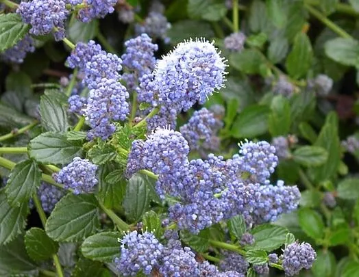 ceanothus_thyrsiflorus_repens__014475800_2316_20072014.webp
