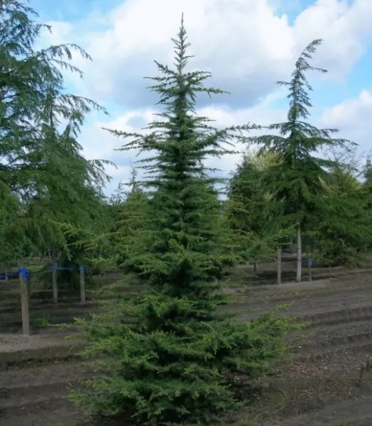 CEDRUS 'LIBANI'  4L