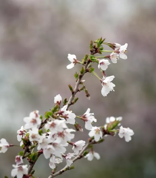 cerisier-a-fleurs-nain-du-japon-prunus-incisa-kojo-no-mai-c-a-7930-2.webp