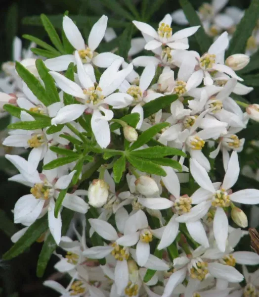 choisya-ternata-white-dazzler-781509-1.webp