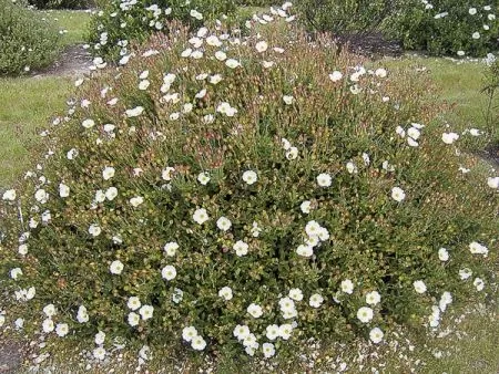 ciste-obtusifolius24763.webp