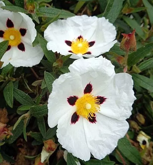 cistus-x-purpureus-alan-frad-ctr-3l.webp
