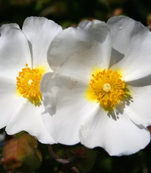 cistus_monspeliensis_jg1b.webp