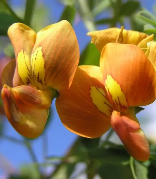 colutea-arborescens-83250-2.webp