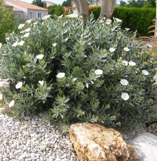 convolvulus-cneorum-liseron-arbustif-blanc.webp