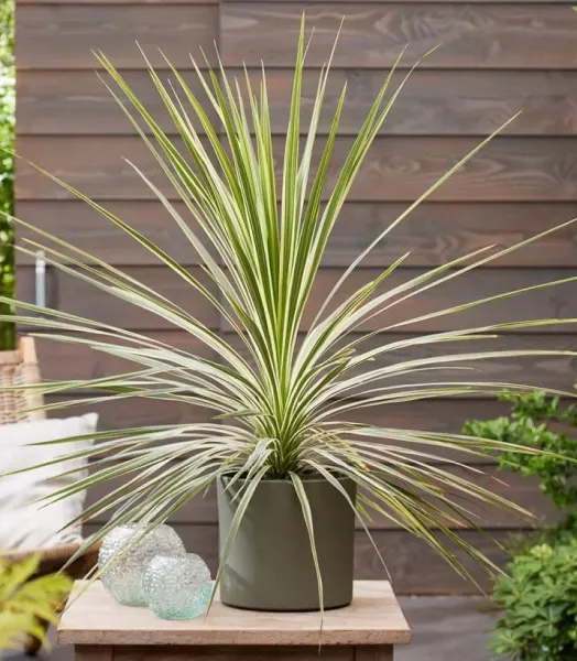 cordyline-australis-lime-passion-if-22425-1.webp