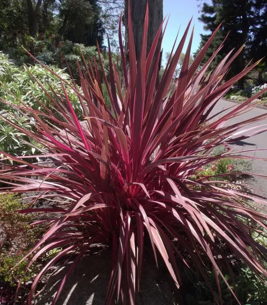 cordyline-banksii-electric-pink-100458-1.webp