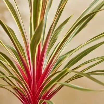 cordyline_magic-star_leaderplant_2_.webp