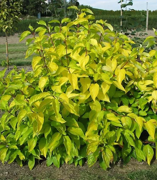cornusneonburst-02-12118-1-1030x773.webp