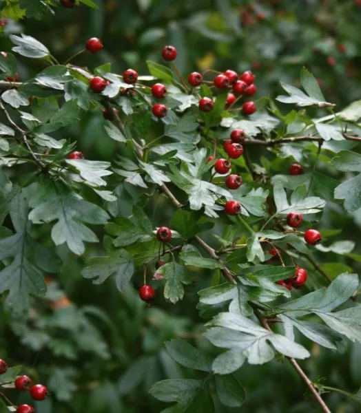 crataegus-monogyna-78552-3.webp