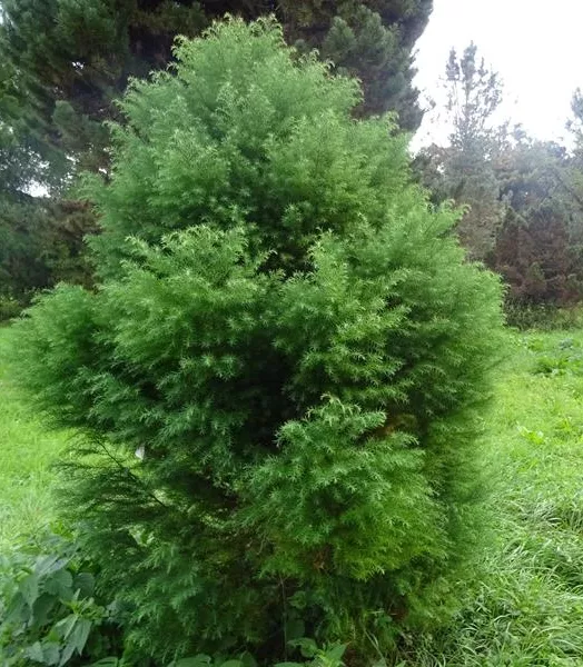 CRYPTOMERIA J. 'Elegans' 4L