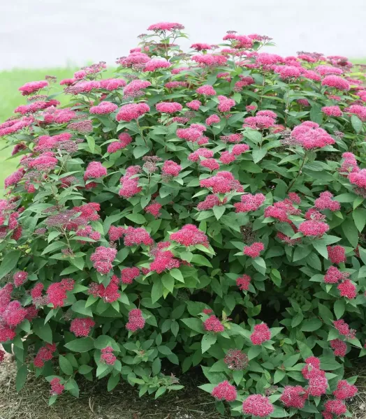 csm_proven_winners__spiraea_jap__smnsjmfr__double_play__red_7_cut_out_852ff06721.webp