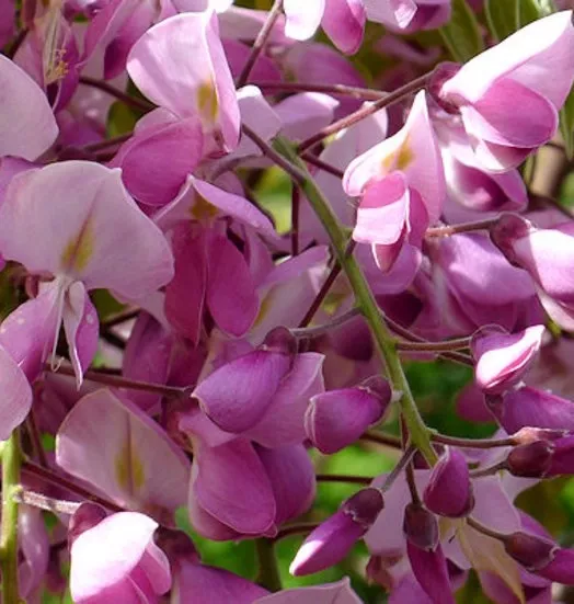 WISTERIA venusta 'SHOWA BENI' 4L
