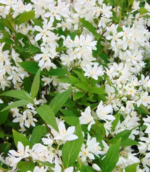 DEUTZIA PW YUKI SNOWFLAKE 4L