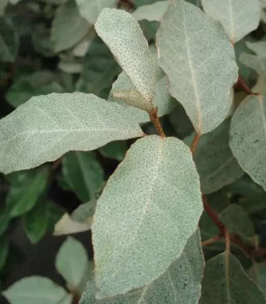 elaeagnus-ebbing-7851-1.webp