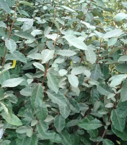 Elaeagnus ebbingei 4L