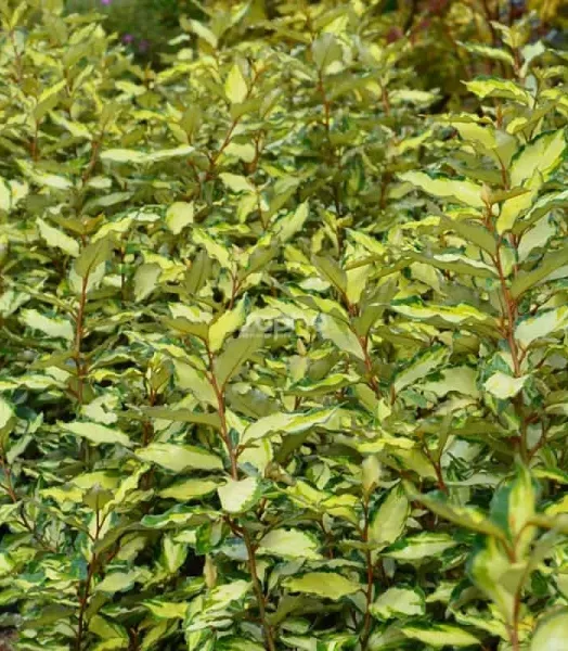 elaeagnus-x-ebbingei-maryline-abrela-.webp