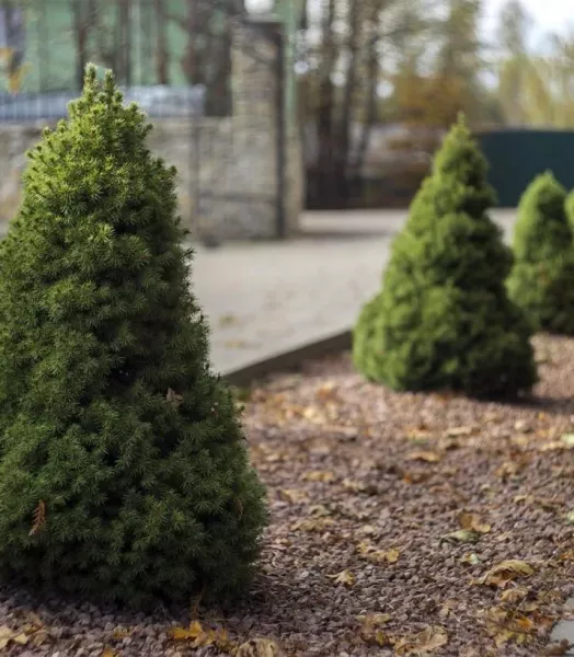 Picea glauca Conica 4L