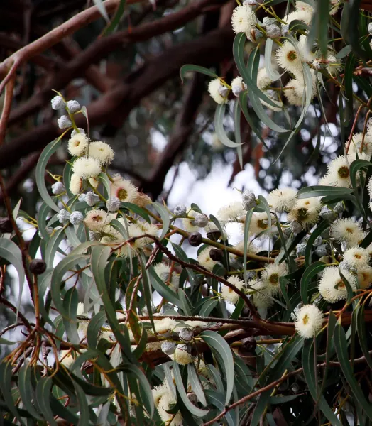 EUCALYPTUS globulus 5L