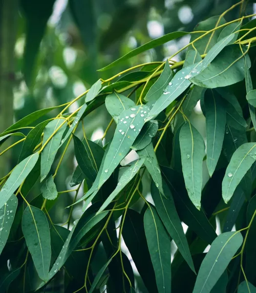 eucalyptus-globulus-eucalyptus-commun-ou-gommier-bleu-copyright-184710-6.webp