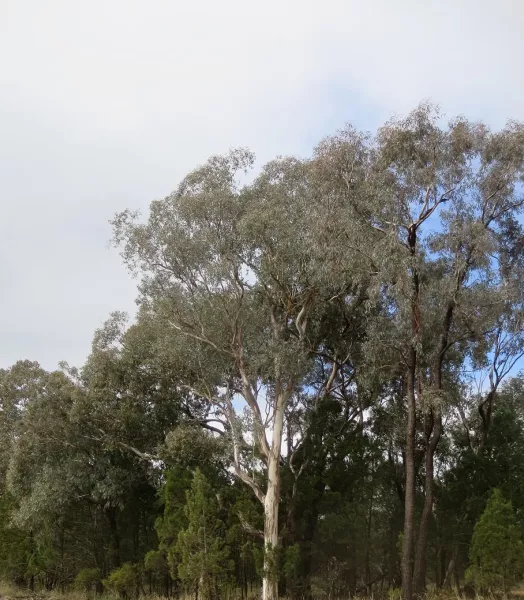 EUCALYPTUS polyanthemos 5L