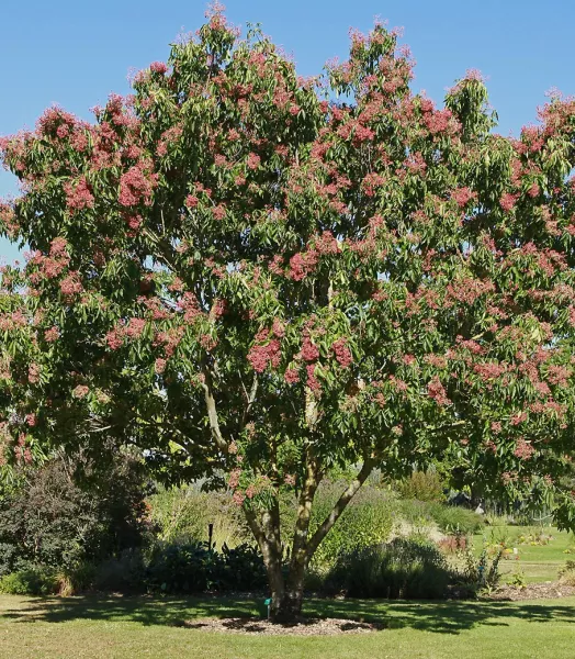 euodia-danielii-arbre-a-miel-3.webp
