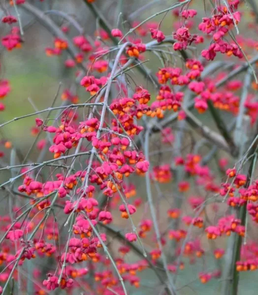 euonymus-europaeus-7626-1.webp