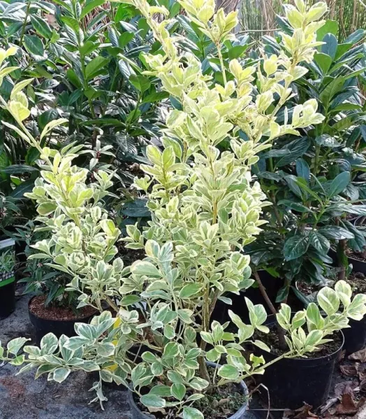 euonymus-japonicus-president-gauthier-84075-1_1.webp