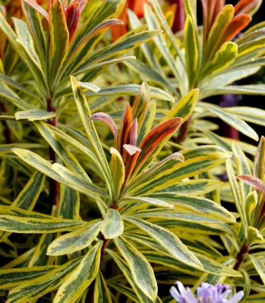 EUPHORBIA ascoot rainbow ® 3L