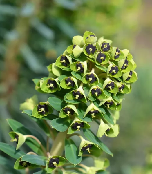 euphorbe-characias-black-pearl-copyright-90041-1.webp