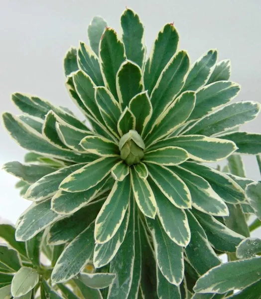 euphorbe-characias-glacier-blue-807931-fe_1_1.webp
