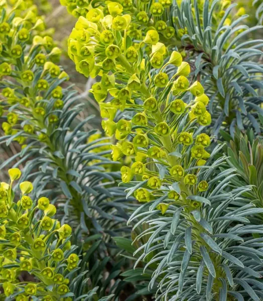 euphorbe-characias-humpty-dumpty-copyright-807941-1.webp
