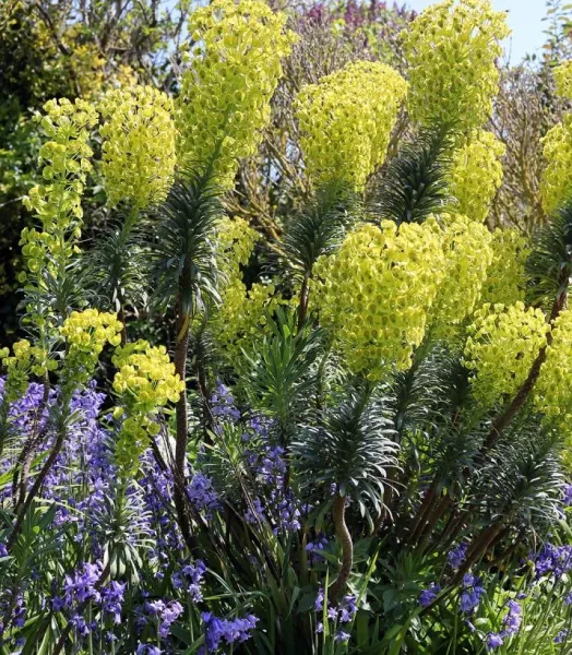 euphorbe-characias-ssp-wulfenii-copyright-900712-6.webp